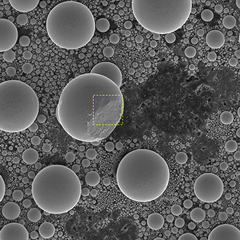 (Figure 1) SEM micrograph of tin spheres on carbon layer. Image horizontal field width is 50 µm.