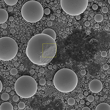 (Figure 1) SEM micrograph of tin spheres on carbon layer. Image horizontal field width is 50 µm.
