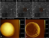 Nanoparticle Characterization with In Situ AFM-SEM-EDS