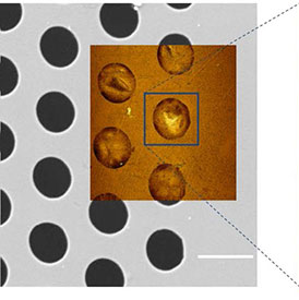 (Figure 1) Correlative SEM and AFM topography image of freestanding graphene membranes measured in dynamic mode.