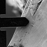 (Figure 1) SEM image of bone surface with cantilever.