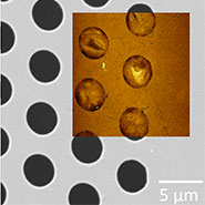 (Figure 2) Correlative SEM & AFM image of freestanding graphene membranes.